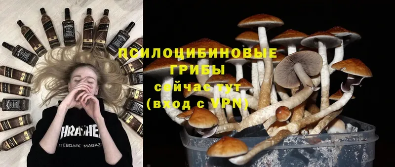 Псилоцибиновые грибы Psilocybe  маркетплейс состав  Оленегорск  блэк спрут зеркало 